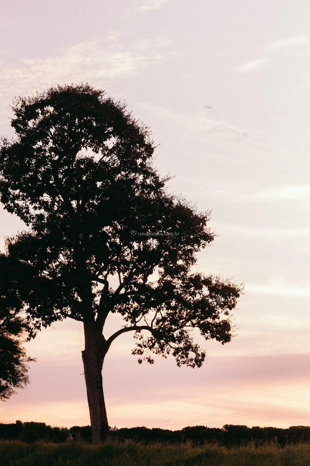 Silhueta da grande árvore que serve de altar, contra o céu rosado do entardecer